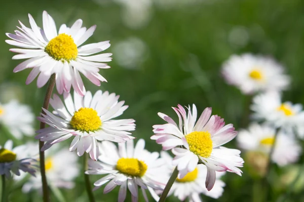Daisy Persistent Widespread Growth Heralding Arrival Spring Our Gardens Has — Stock Photo, Image