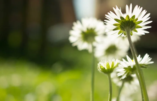 Daisy Persistent Widespread Growth Heralding Arrival Spring Our Gardens Has Stock Fotó