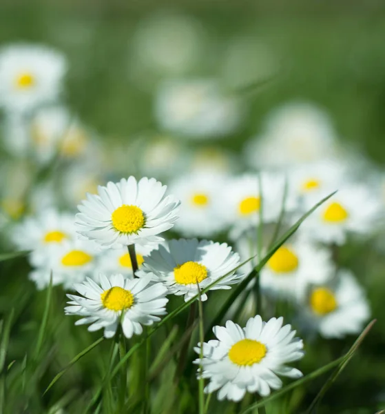 Daisy Crescimento Persistente Generalizada Anunciando Chegada Primavera Para Nossos Jardins — Fotografia de Stock