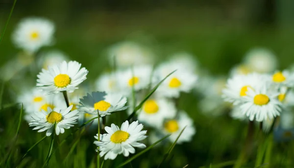 Daisy Persistent Widespread Growth Heralding Arrival Spring Our Gardens Has — Stock Fotó