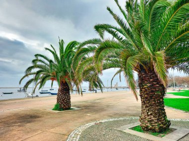 Porto 'da güzel palmiye ağaçları