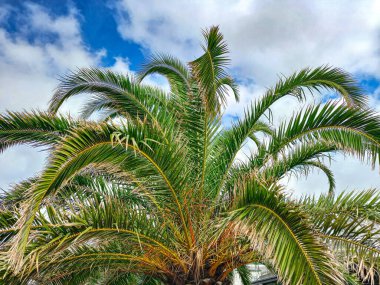 Porto 'da tropik palmiye ağacı 