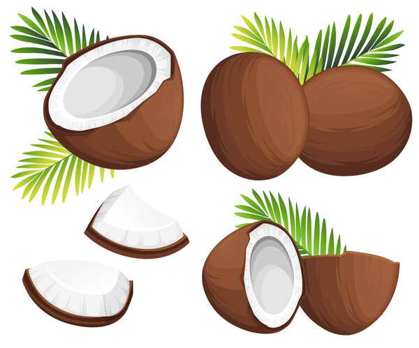Coconut illustration. Whole and pieces coconuts with green palm leaves. Organic food ingredient, natural tropical product. Vector illustration isolated on white background.