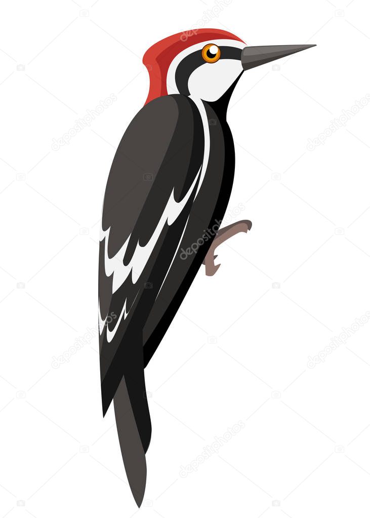 Woodpecker bird. Flat cartoon character design. Colorful bird icon. Cute woodpecker template. Vector illustration isolated on white background.