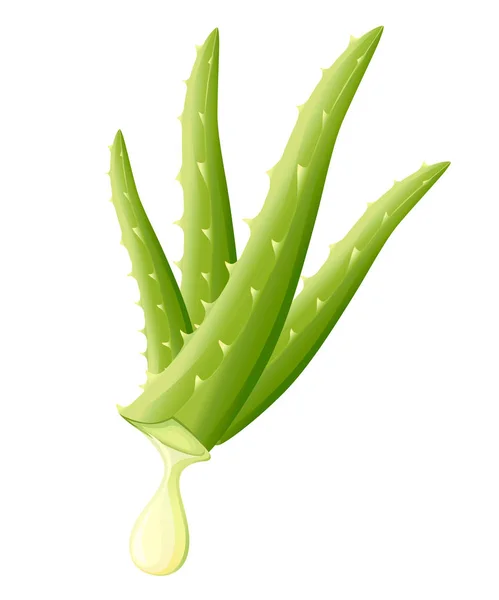 Planta Aloe Vera Con Gota Aloe Diseño Plano Para Medicina — Vector de stock