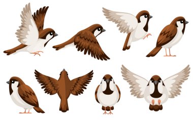 Sparrow kuş renkli Icon Seti. Düz karikatür karakter tasarımı. Görünümün farklı tarafında kuş simgesi. Dünya Sparrow günü için sevimli serçe. Vektör Illustration beyaz arka planda yalıtılmış.