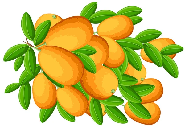 Exotic Fruit Kumquat Green Leaves Fresh Fruit Cartoon Style Flat — Stock Vector