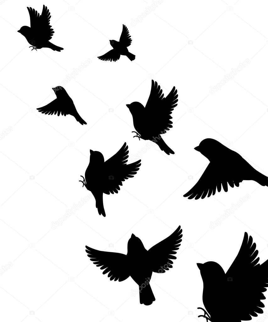 Abstract illustration of many sparrow bird flying up. Black silhouette. Bird fly to the top. Vector illustration on white background.
