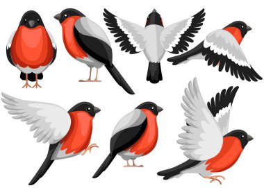 Renkli Icon Bullfinch kuş seti. Düz karikatür karakter tasarımı. Görünümün farklı tarafında kuş simgesi. Kış kuşu. Vektör Illustration beyaz arka planda yalıtılmış.