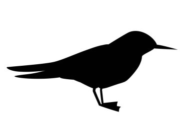 Siyah siluet. Uçan beyaz kuş. Kutup Sumusu. Sterna hirundo. Kutup hayvan, karikatür düz tasarım. Vektör Illustration beyaz arka planda yalıtılmış.