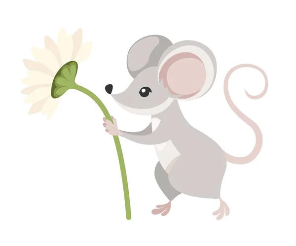 Lindo ratoncito gris sostiene una flor. Dibujos animados diseño de personajes animales. Ilustración vectorial plana aislada sobre fondo blanco — Archivo Imágenes Vectoriales