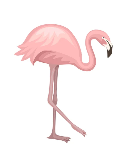 Cute zwierzę, brzoskwiniowy różowy Flaming. Kreskówka charakter zwierząt projektu. Płaska ilustracja wektorowa na białym tle. Flamingo stojący na jednej nodze — Wektor stockowy