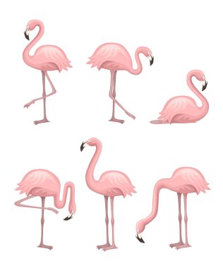 Sevimli karikatür şeftali pembe flamingo seti. Komik flamingo koleksiyonu. Karikatür hayvan karakter tasarımı. Beyaz arka planda yalıtılmış düz vektör çizimi