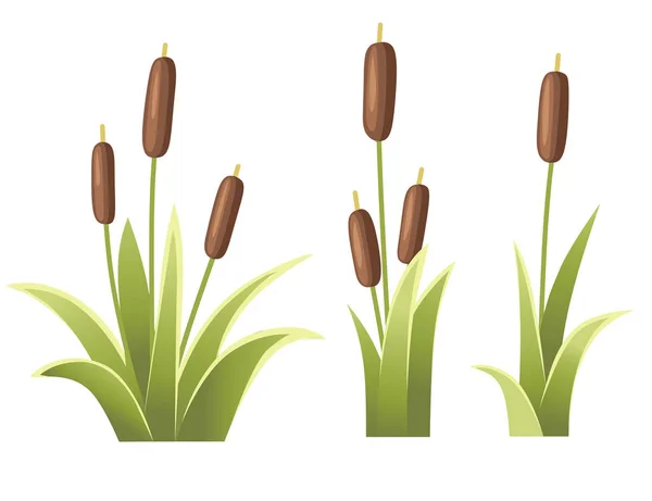 Uppsättning av vass i grönt gräs. I Reed plant. Grön träsk canegrass. Platt vektor illustration isolerad på vit bakgrund. Clip Art för dekorera Swamp — Stock vektor