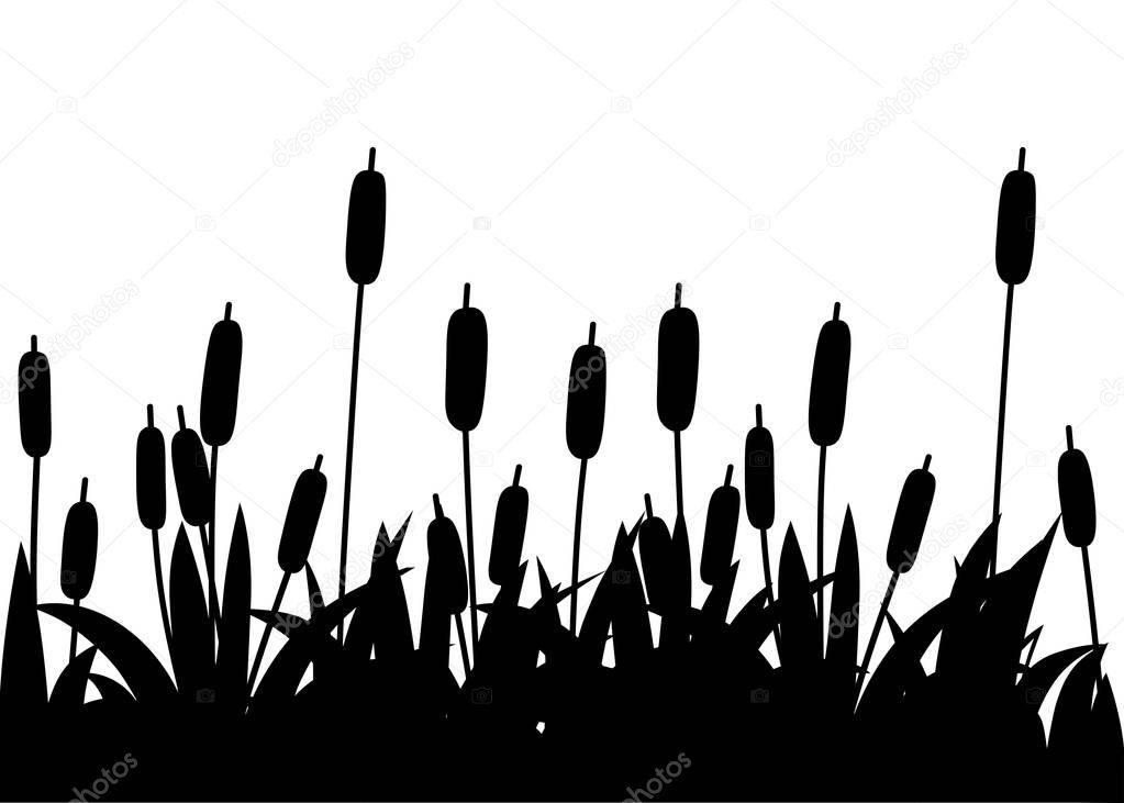 Black silhouette. Reeds in black grass. Reed plant. Green swamp cane grass. Flat vector illustration isolated on white background. Clip art for decorate swamp
