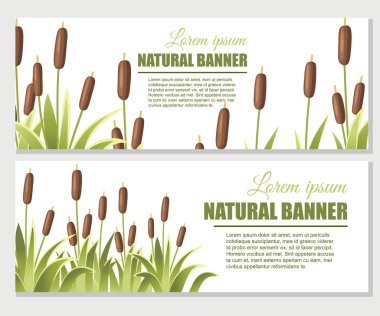 Yeşil çimenlerde sazlıklar. Sazlık bitkisi. Yeşil bataklık baston otu. Beyaz arka planda düz vektör çizimi. Bataklık süslemek için klip sart. Reklam el ilanı veya tebrik kartı tasarımı