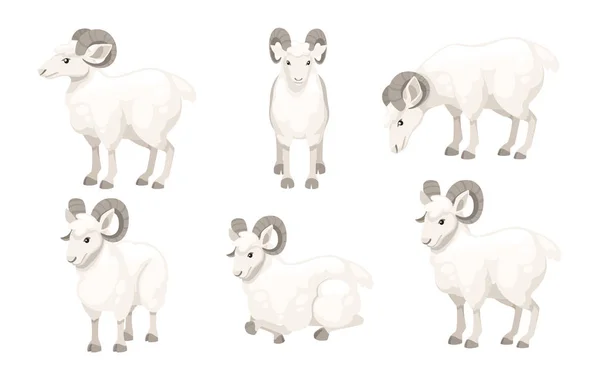 一套白角山羊卡通人物设计平面矢量动物插图孤立于白色背景 — 图库矢量图片