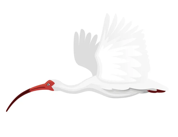 American ibis blanco volando aleteando sus alas vector plano ilustración dibujos animados animal diseño blanco pájaro con pico rojo sobre fondo blanco vista lateral — Vector de stock