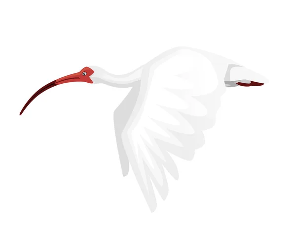 Amerikanische weiße Ibis fliegen flatternde Flügel flache Vektor Illustration Cartoon Animal Design weißer Vogel mit rotem Schnabel auf weißem Hintergrund Seitenansicht — Stockvektor