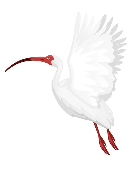 Americano branco Ibis voando batendo suas asas plano ilustração cartoon animal design pássaro branco com bico vermelho no fundo branco vista lateral — Vetor de Stock