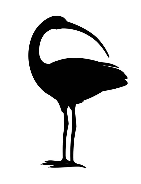American white ibis head mira hacia atrás ilustración vectorial plana dibujo animado diseño animal blanco pájaro con pico rojo sobre fondo blanco vista lateral — Archivo Imágenes Vectoriales