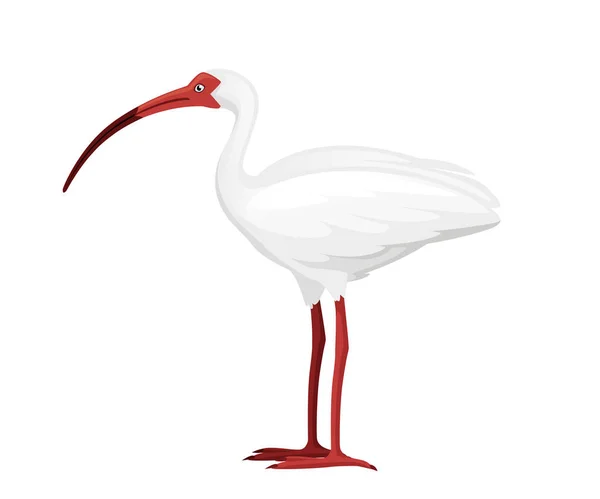 Amerikanischer weißer Ibis flacher Vektor Illustration Cartoon Tier Design weißer Vogel mit rotem Schnabel auf weißem Hintergrund Seitenansicht — Stockvektor