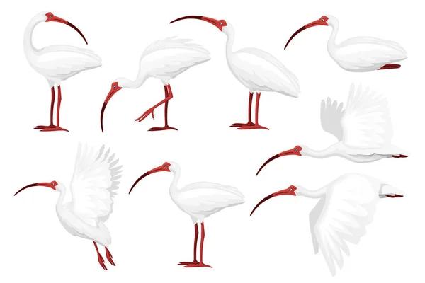 Conjunto de desenhos animados ibis flat vector ilustração desenho animal branco pássaro branco com bico vermelho no fundo branco vista lateral — Vetor de Stock