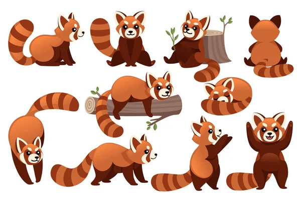 Állítsa be a ravasz imádnivaló piros Panda különböző pózok rajzfilm design állat karakter lapos vektor stílusban illusztráció fehér alapon — Stock Vector