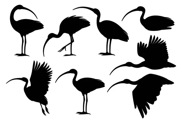 Μαύρο σετ σιλουέτας του αμερικανικού λευκού Ibis Flat πλαίσιο απεικόνιση καρτούν ζώο σχεδιασμός λευκό πουλί με κόκκινο ράμφος σε λευκό φόντο πλευρική όψη — Διανυσματικό Αρχείο