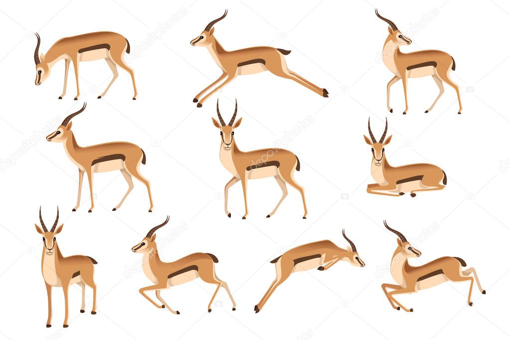 Set of african wild black-tailed gazelle with long horns cartoon animal design flat vector illustration on white background side view antelope.