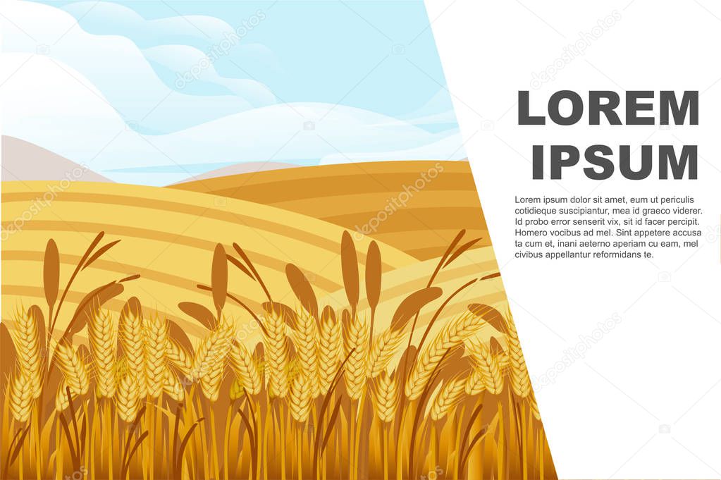 Wheat field illustration with rural landscape and good sunny day on background horizontal banner design with place for text