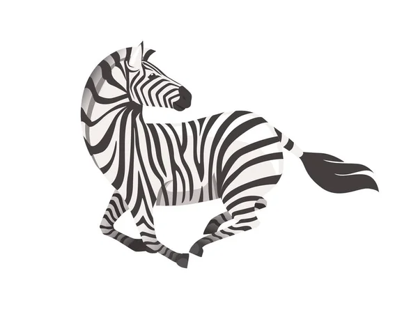 Zèbre africain en cours d'exécution avec tête regarde derrière vue de côté dessin animé animal design plat vecteur illustration isolé sur fond blanc — Image vectorielle