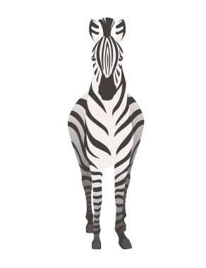 Afrika zebra ön görünüm karikatür hayvan tasarımı düz vektör illüstrasyon beyaz arka plan izole