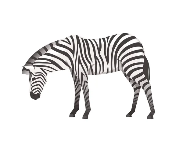 Zèbre africain vue de côté dessin animé animal design plat vecteur illustration isolé sur fond blanc — Image vectorielle