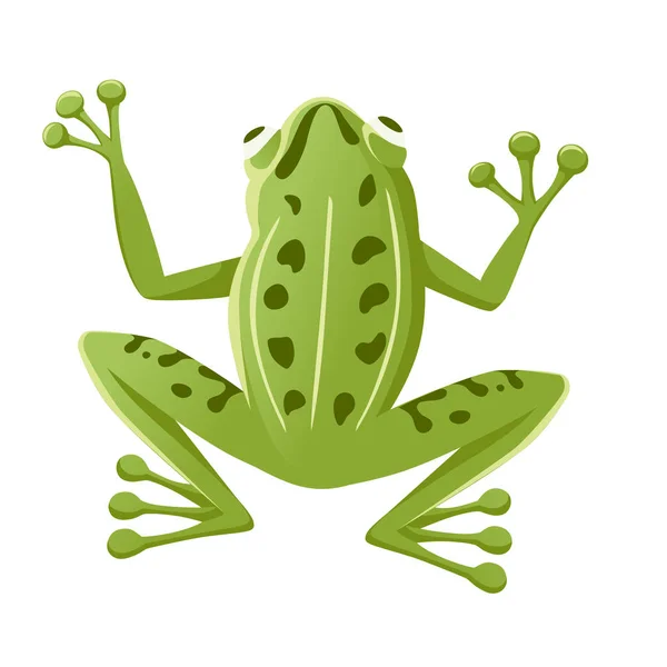 Niedlich lächelnd grüner Frosch sitzt auf dem Boden Cartoon Tier Design flache Vektor Illustration isoliert auf weißem Hintergrund — Stockvektor
