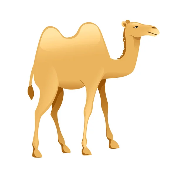 Lindo dos joroba camello dibujos animados animal diseño plana vector ilustración aislado sobre fondo blanco — Vector de stock