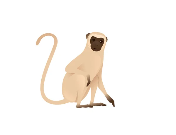 かわいいですベルベット猿座って地面ベージュ猿とともに茶色の顔の漫画動物のデザインフラットベクトルイラスト隔離された白い背景 — ストックベクタ