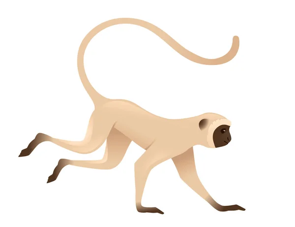 Carino Vervet Scimmia Esecuzione Scimmia Beige Con Marrone Faccia Cartone — Vettoriale Stock