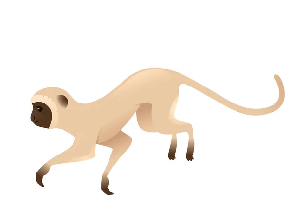 可爱的天鹅绒猴跳起来米色猴与棕色脸卡通动物设计平面矢量图形分离在白色背景 — 图库矢量图片