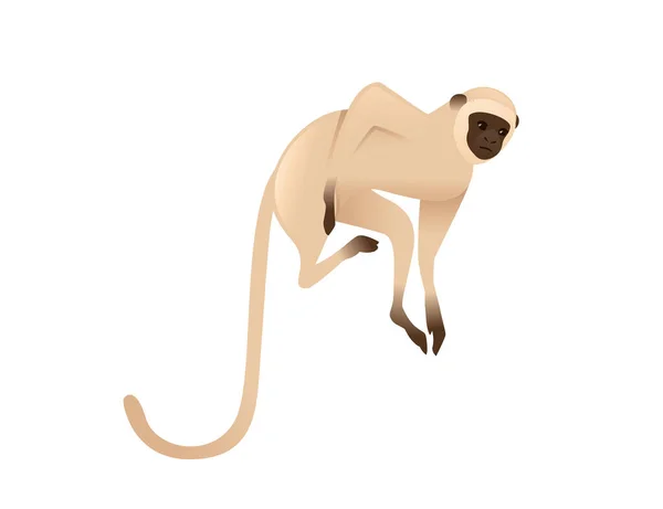 Carino Vervet Scimmia Scimmia Beige Con Marrone Faccia Cartone Animato — Vettoriale Stock