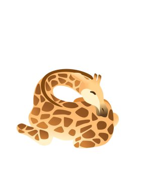 Beyaz arka planda izole edilmiş uzun boyunlu, karikatür hayvan tasarımı yassı vektör illüstrasyonlu olgun zürafa Afrika hayvanı..