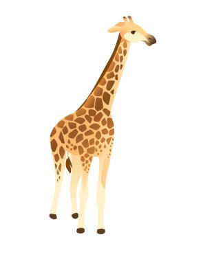 Beyaz arka planda izole edilmiş uzun boyunlu, karikatür hayvan tasarımı yassı vektör illüstrasyonlu olgun zürafa Afrika hayvanı..