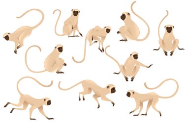 Set of cute vervet monkey beige monkey with brown face cartoon animal design flat vector illustration isolated on white background. clipart
