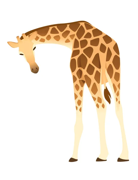 Girafe Mature Animal Africain Avec Long Cou Dessin Animé Animal — Image vectorielle