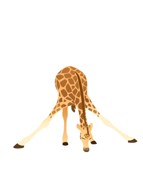 Dojrzała Żyrafa Afrykańskie Zwierzę Długiej Szyi Kreskówki Zwierząt Projekt Płaski — Wektor stockowy