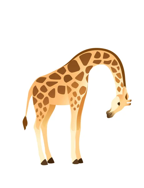 Mature Giraffe African Animal Long Neck Cartoon Animal Design Flat — Stock Vector