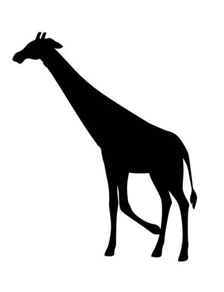 黑色轮廓成熟长颈鹿非洲动物 长脖子卡通动物设计平面矢量图解 独立于白色背景 — 图库矢量图片