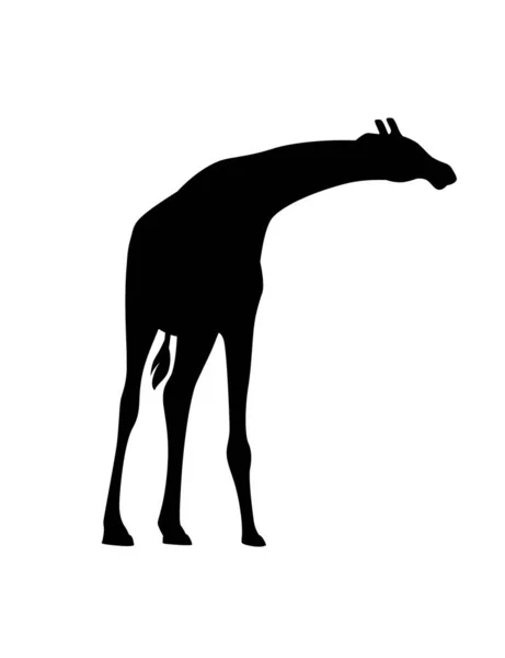 Zwart Silhouet Volwassen Giraffe Afrikaanse Dier Met Lange Nek Cartoon — Stockvector