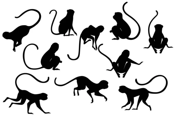 Černá Silueta Sada Roztomilé Vervet Opice Kreslené Zvíře Design Plochý — Stockový vektor
