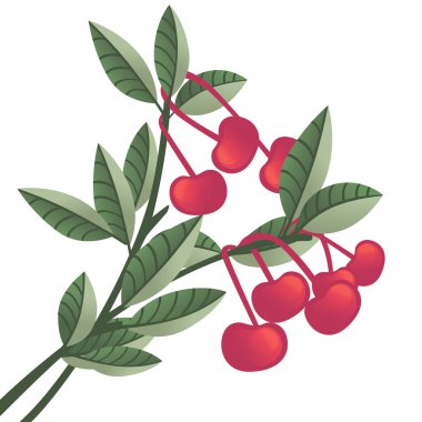 Yeşil yapraklı ağaç dallarında kırmızı kiraz üzümleri beyaz arkaplanda izole edilmiş düz vektör çizimi.